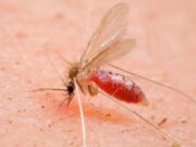 Confirman caso de leishmaniasis en José María Morelos; hay 5 sospechosos