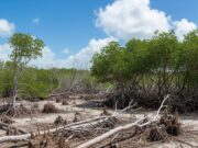 Denuncian devastación de manglar en Puerto Morelos