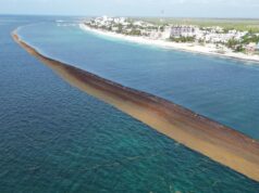 Naderías totales | Sargazo: una peste bíblica que sofoca al turismo de Quintana Roo: Puerto Morelos, airoso; Tulúm, en caída libre