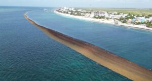 Naderías totales | Sargazo: una peste bíblica que sofoca al turismo de Quintana Roo: Puerto Morelos, airoso; Tulúm, en caída libre
