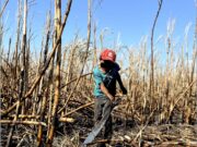 Especial (1 de 2)| Metanfetamina y niños trabajando en la zona cañera de Quintana Roo
