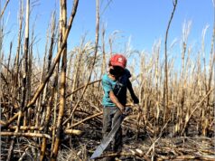 Especial (1 de 2)| Metanfetamina y niños trabajando en la zona cañera de Quintana Roo