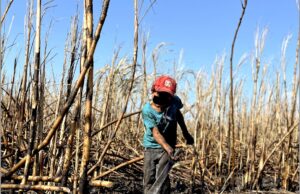 Especial (1 de 2)| Metanfetamina y niños trabajando en la zona cañera de Quintana Roo