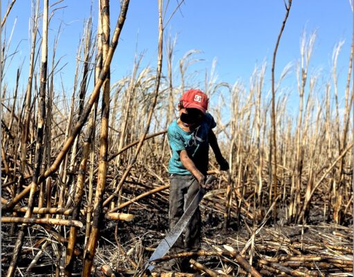 Especial (1 de 2)| Metanfetamina y niños trabajando en la zona cañera de Quintana Roo