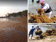 Recale atípico de sargazo en playa norte de Isla Mujeres; recogieron 140 toneladas