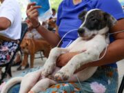 Gobierno de BJ cuida de animales domésticos con jornadas de esterilización