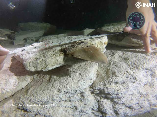 images - 2025-08-07T094515.281