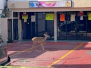 Deambula venado en el centro de Playa del Carmen