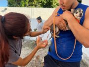 Arranca campaña de vacunación antirrábica en Benito Juárez, con más de 2 mil dosis