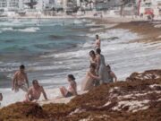 Triplican playas de Cancún recale de sargazo en 2025