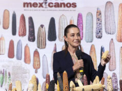 “Ya son demasiados muelles en Cozumel”, aseguró la presidenta sobre el Cuarto Muelle