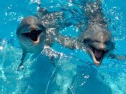 Ordena SEMA inspecciones a delfinarios por presunta reproducción ilegal y maltrato