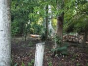 Anuncia Sema que realizarán dictamen en árbol de 800 años para corroborar su muerte
