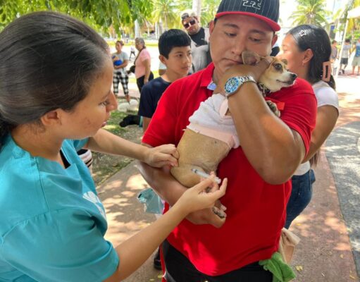 Aplican más de 100 vacunas a mascotas en el “Adopta Fest” durante el Paseo Cancunense