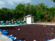 Arranca construcción de planta de biogás a partir de sargazo, en 2026