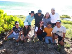 Reforesta Ana Paty Peralta duna costera de playa “Delfines” con 500 riñoninas