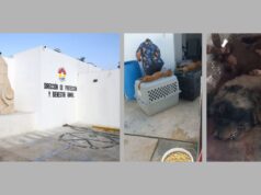Perros que buscaban una segunda oportunidad hallaron la muerte en el Centro de Bienestar Animal