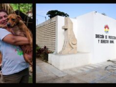 Advierten activistas que Yuli Lázaro no garantiza un Centro de Protección y Bienestar Animal profesional