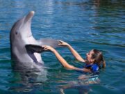 Impulsa Quintana Roo salida gradual al uso de delfines en espectáculos