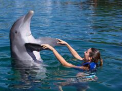 Impulsa Quintana Roo salida gradual al uso de delfines en espectáculos