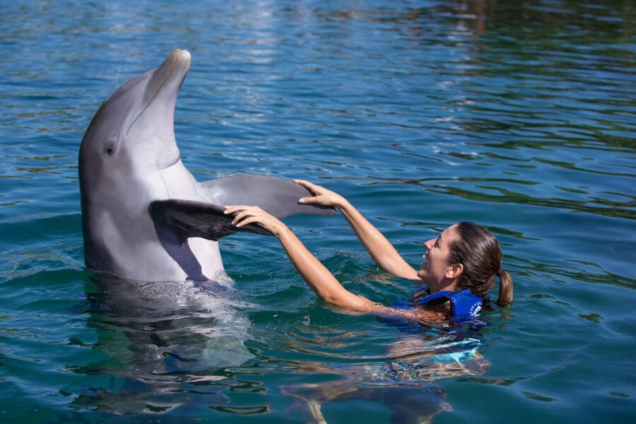 Delfines en entretenimiento