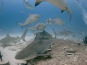 Propondrá Playa del Carmen nombrar a nuevos tiburones toro