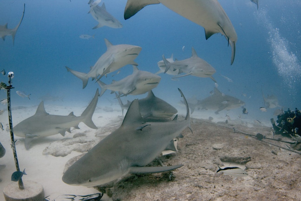 IMG-20251208-WA0054