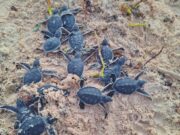 Se registra nacimiento atípico de tortuga blanca en Cozumel