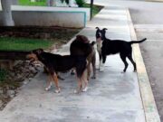 Estiman población de 200 mil perros callejeros en Cancún
