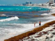 Prevén en 2026 un año crítico por sargazo en el Caribe mexicano; instalan 7.5 kilómetros de barreras