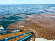 Instalan barreras contra sargazo en Playa del Carmen