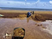 Anuncian plan emergente en marcha tras llegada anticipada de sargazo en Mahahual