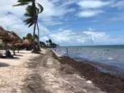 Registra Cancún primer recale de sargazo del año en playas Perlas y El Niño