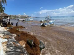 Arriban mil toneladas de sargazo en El Recodo, Playa del Carmen