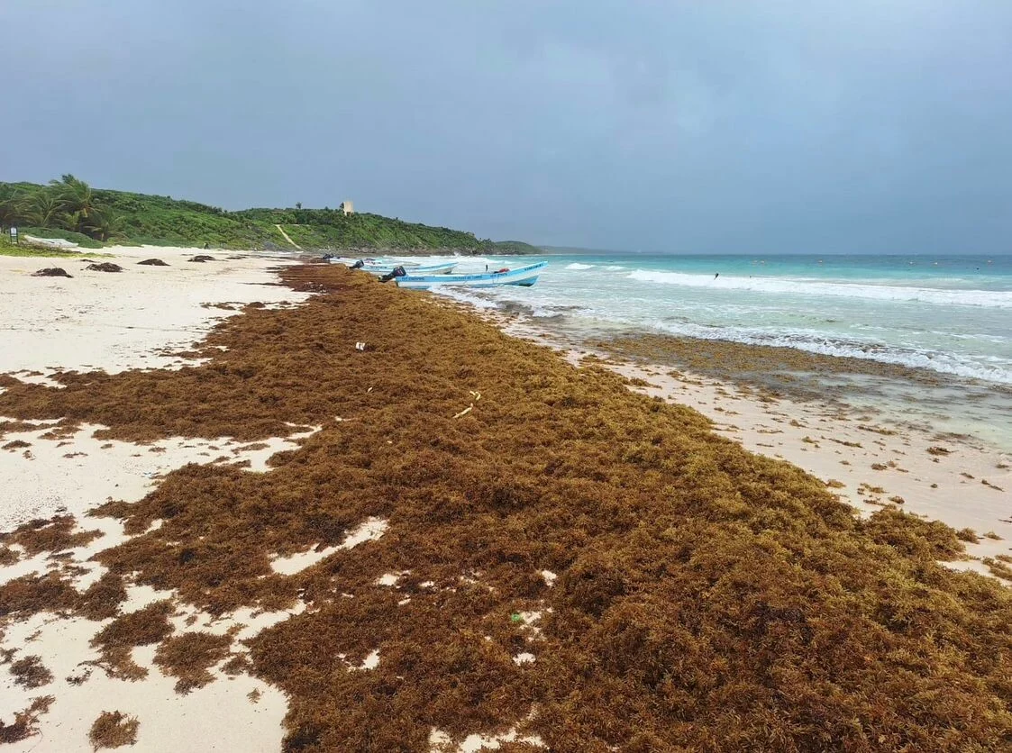 sargazo tulum